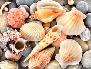 Sea Shell Dental implant